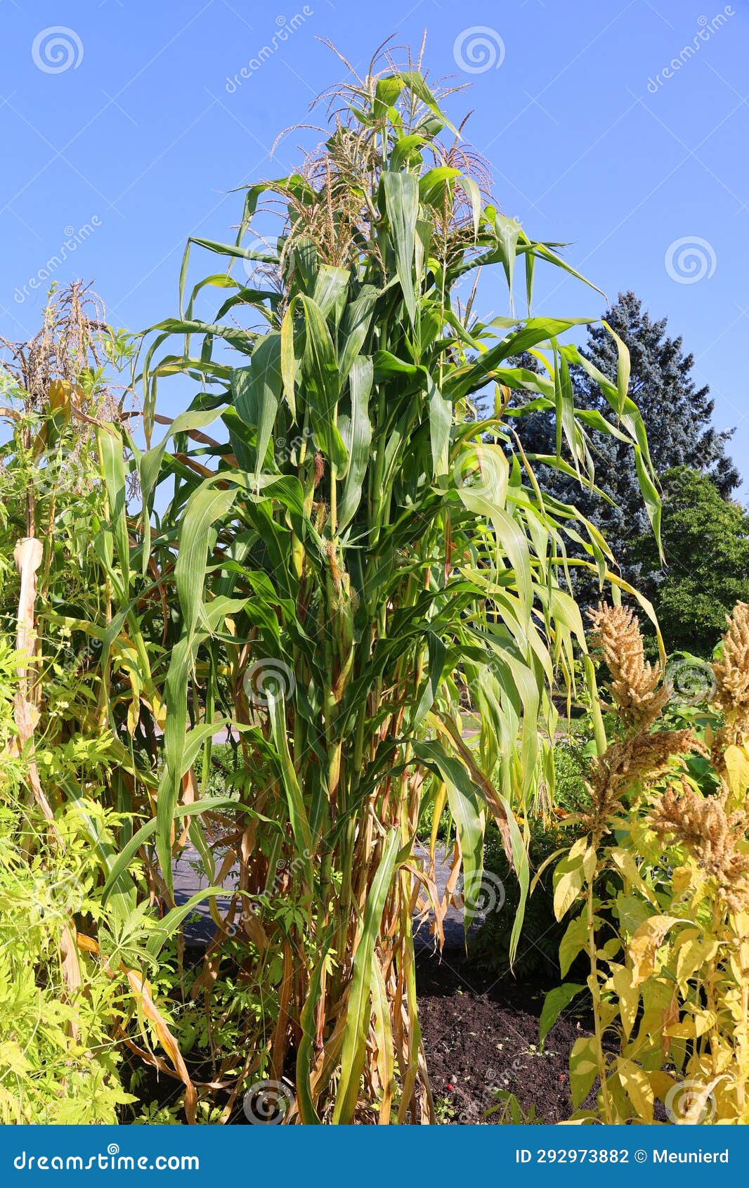 flint corn (zea mays var. indurata also known as indian corn or sometimes calico corn)