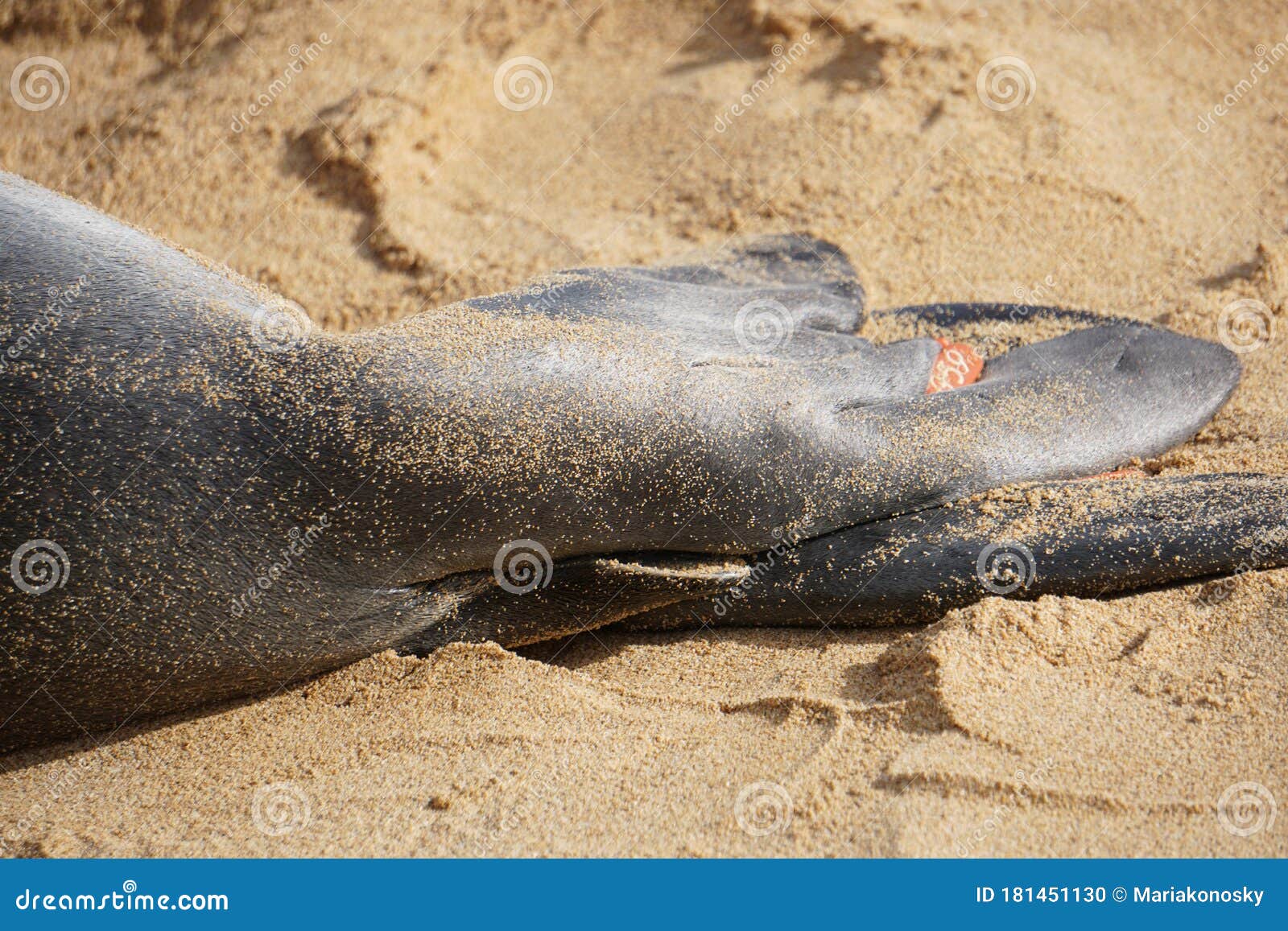 flipper tags on a hawaiian monk seal in kauai