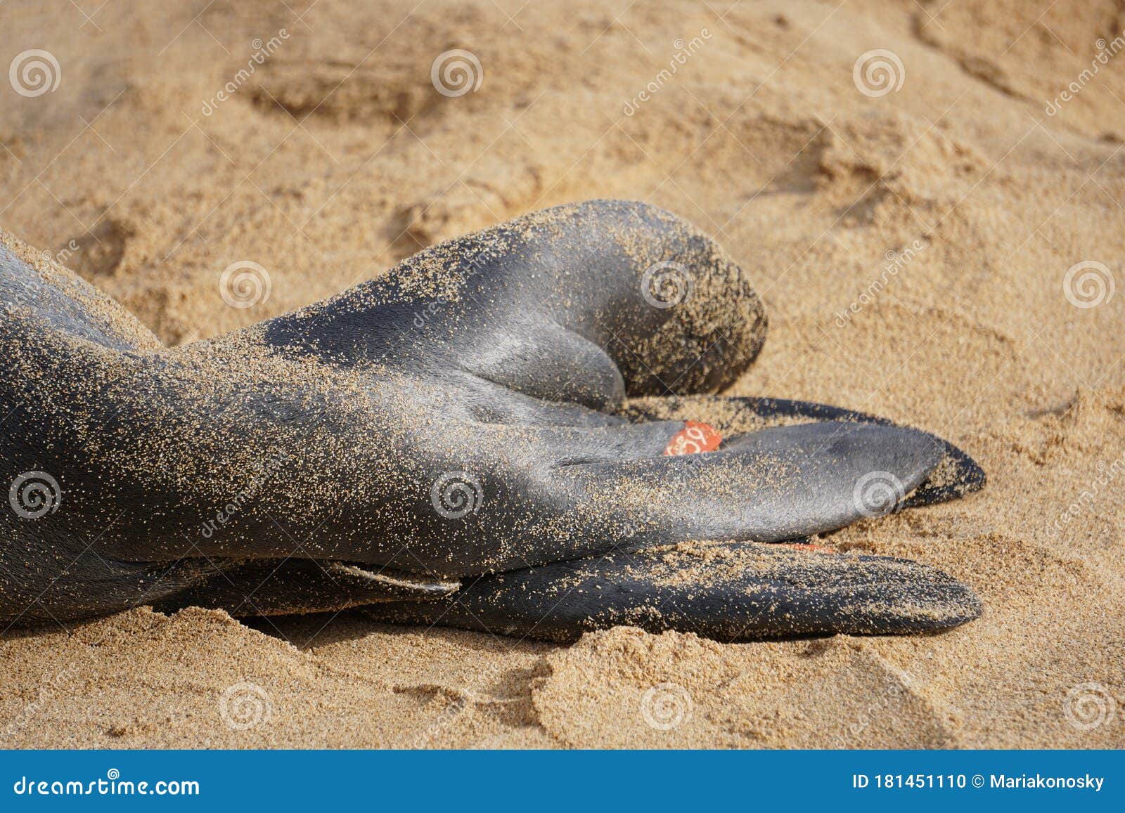 flipper tags on a hawaiian monk seal in kauai