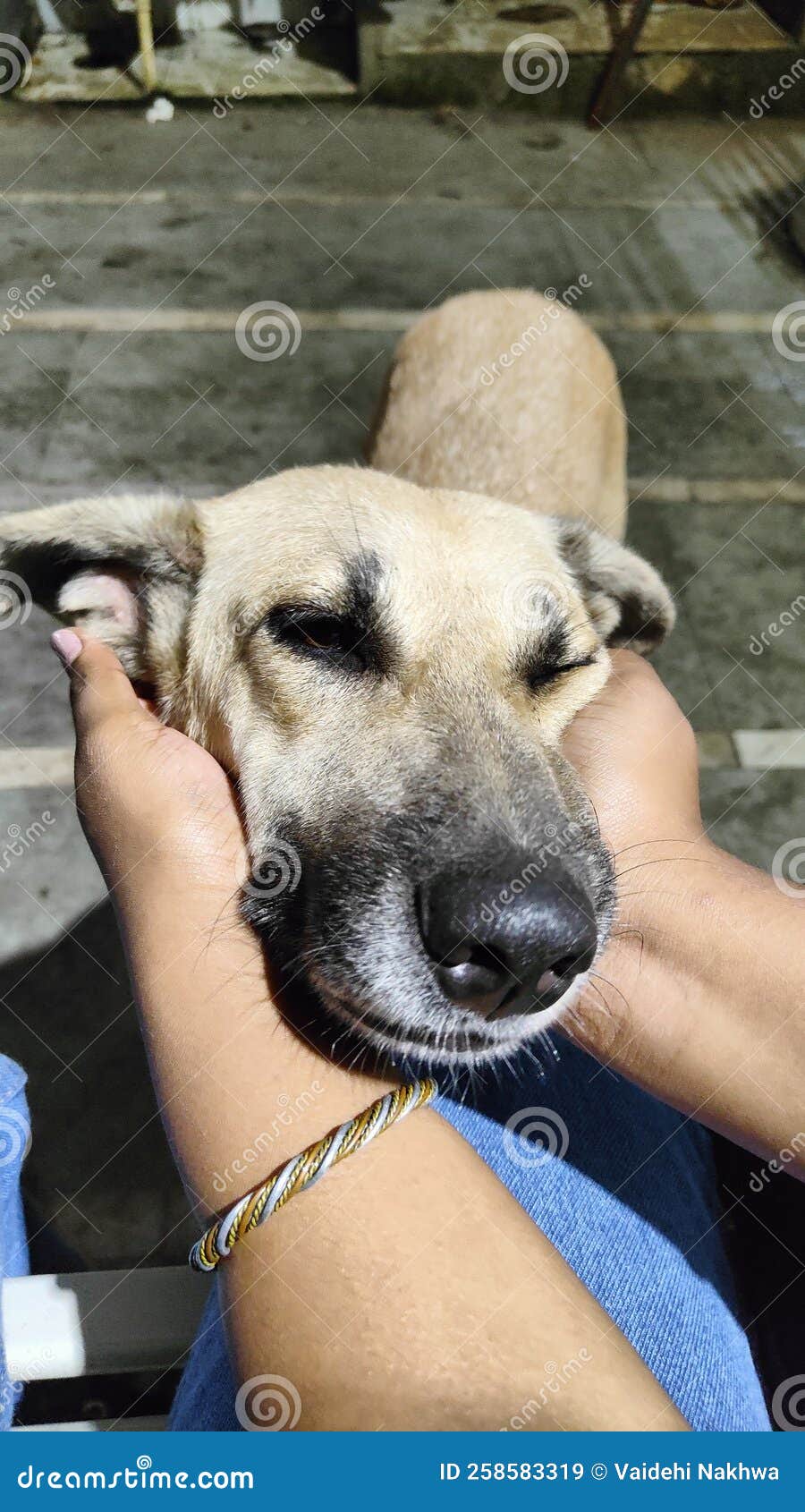 Flirting of a dog stock image. Image of strays, flirting 258583319