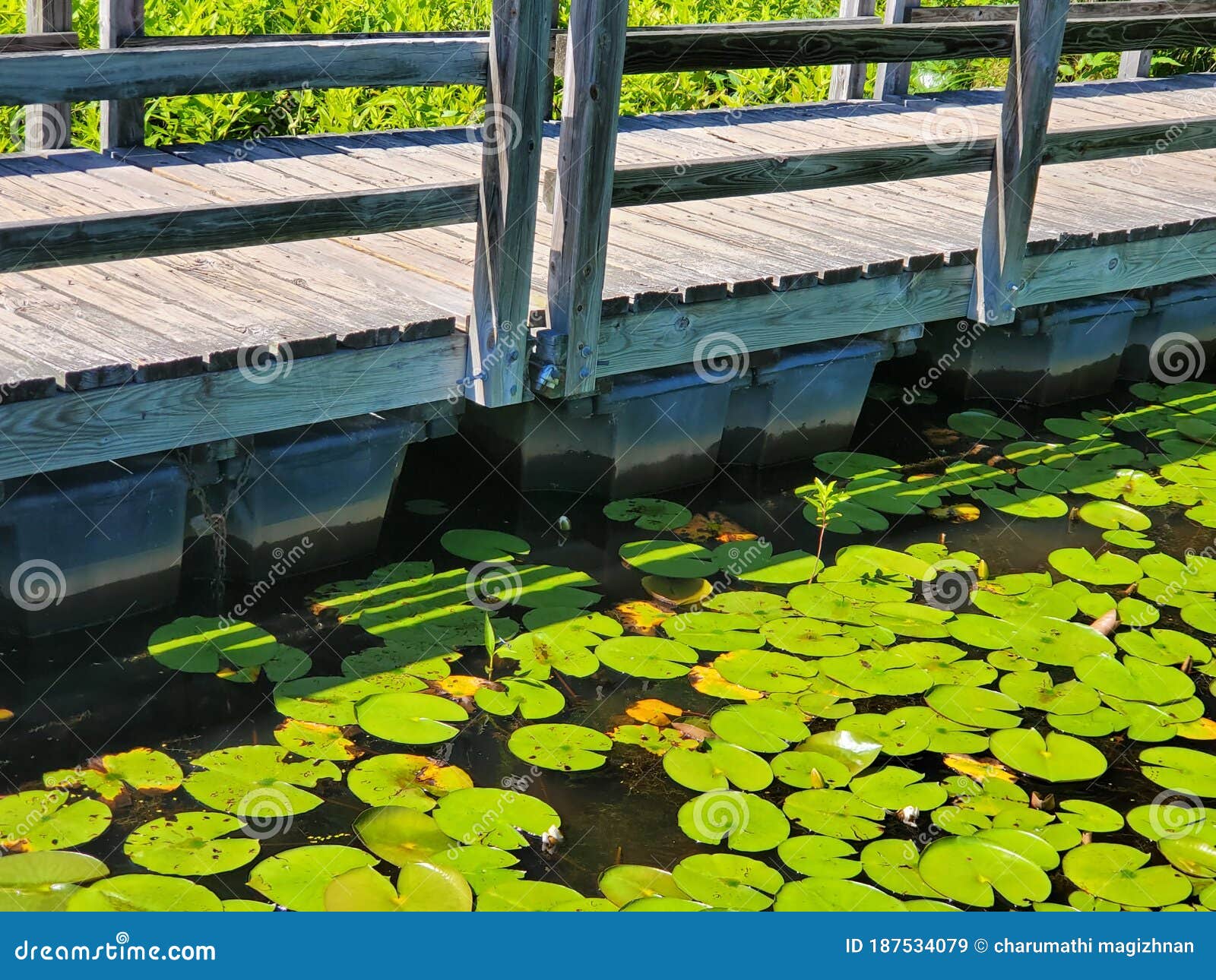 Floating Bridge, Pond , Lily Pad Stock Image Image of pond, bridge 187534079