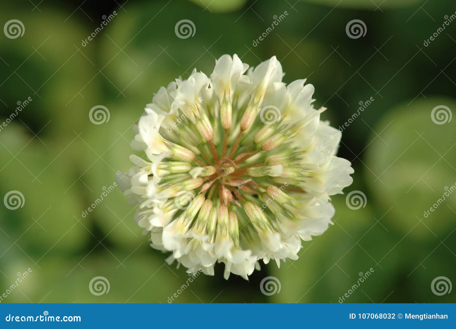 water hyacinth