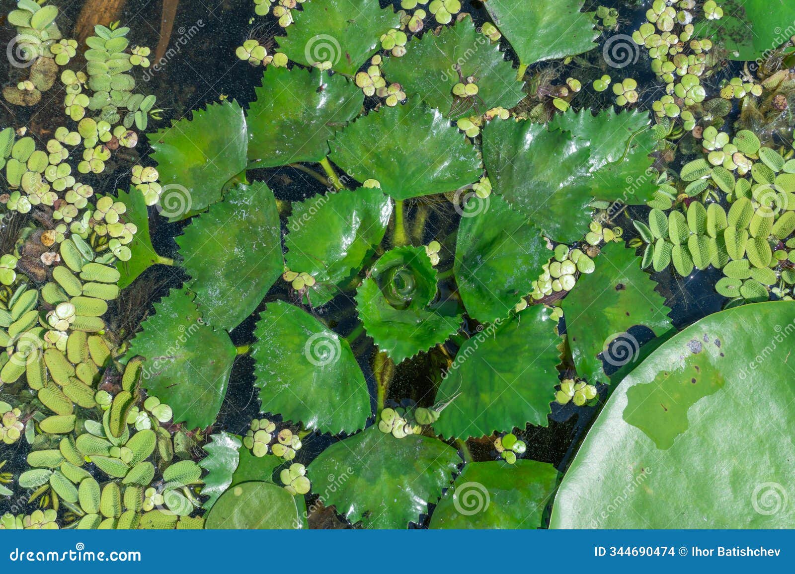 floating green leaves of water nut on water surface. green aquatic plant