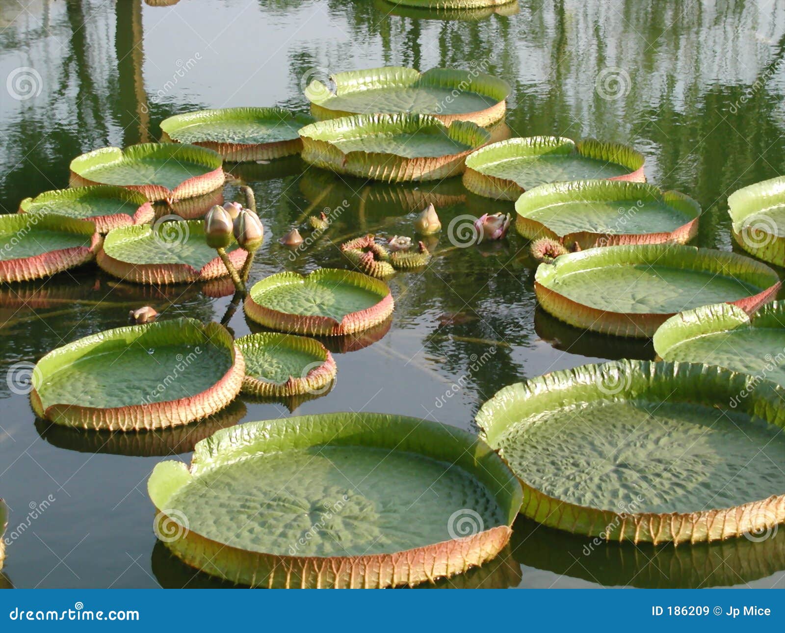Floating lotus stock image. Image of flowers, leaves, plants 186209