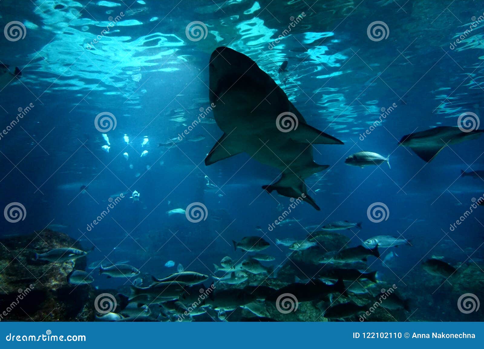 Floating Meter Shark in the Aquarium of Barcelona Stock Photo Image