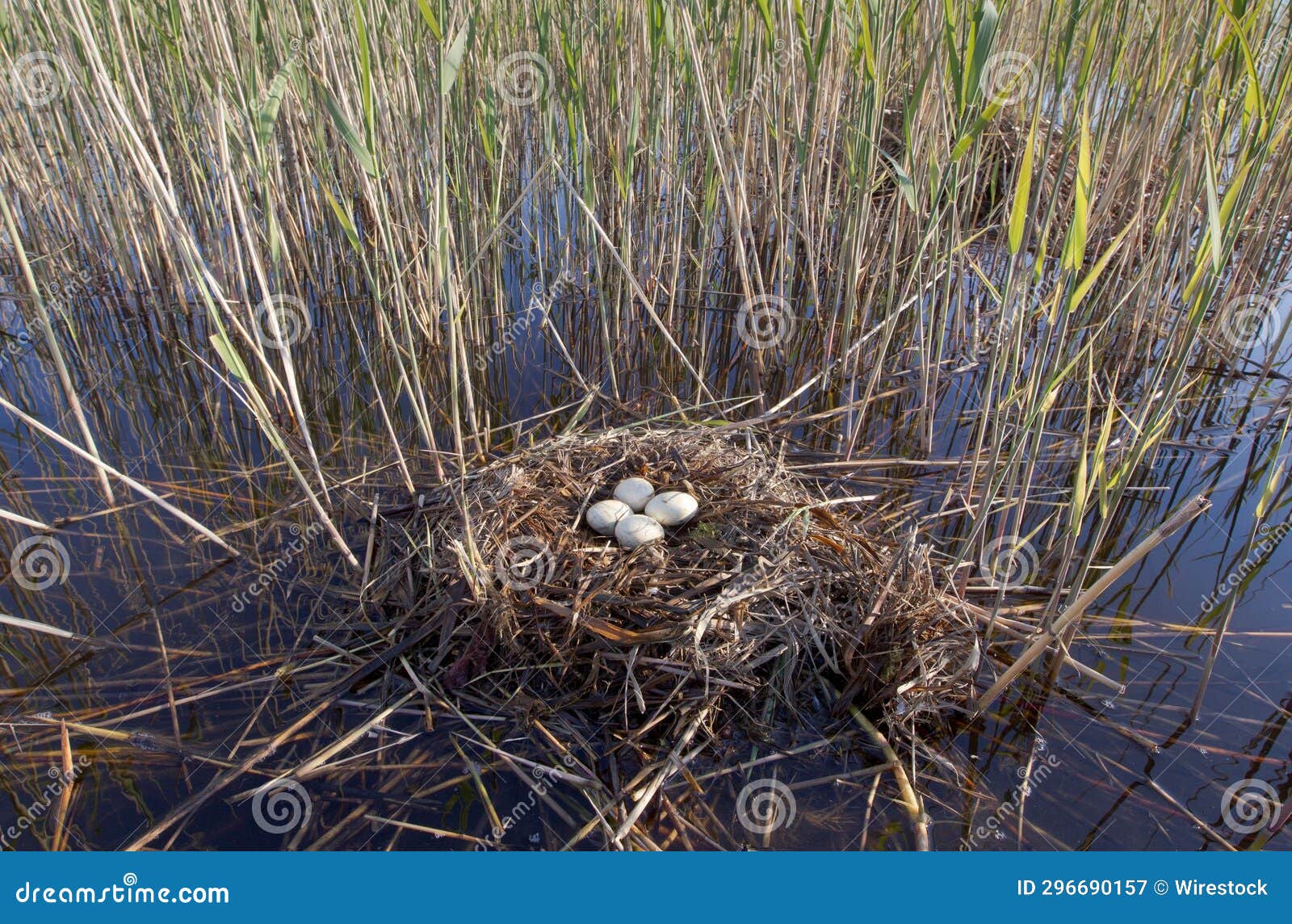 floating nest platform with eggs of a great crested grebe, kihnu, estonia