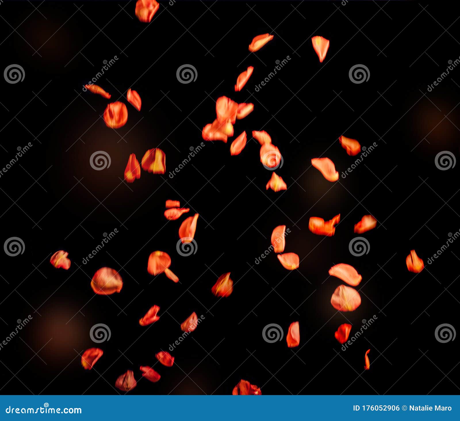 Floating Orange Red Rose Petals, Isolated on Black Background Stock
