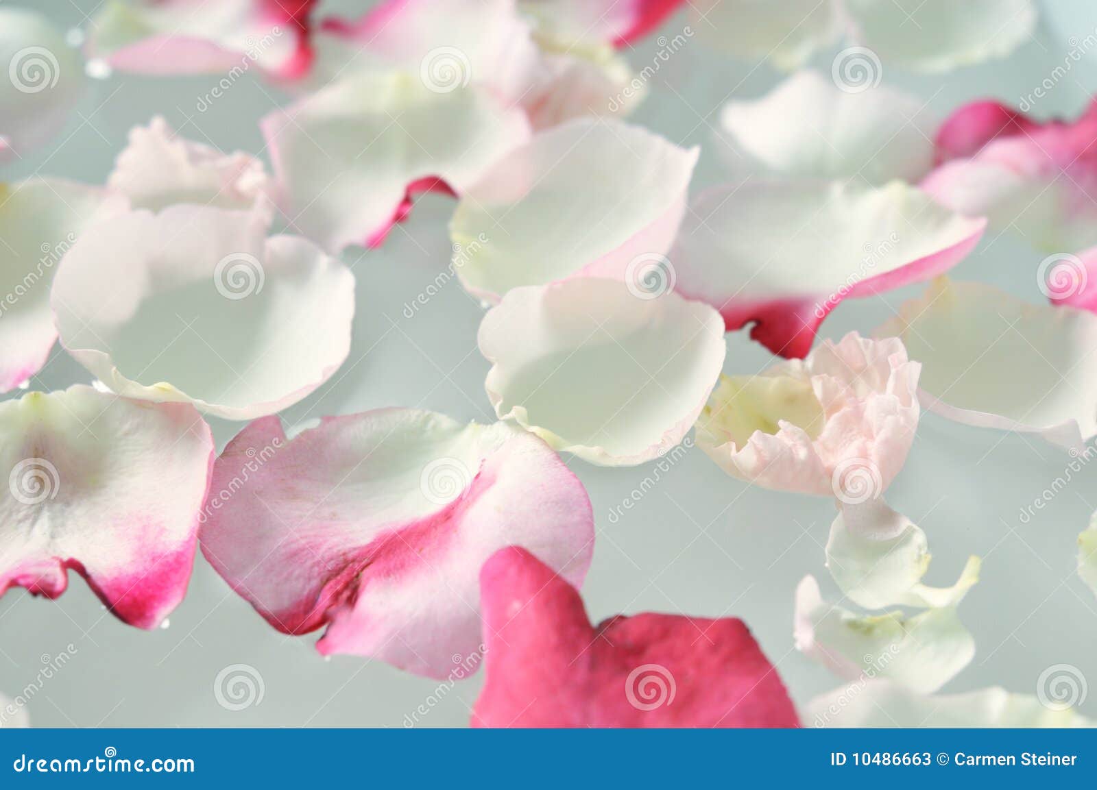 floating rose petals