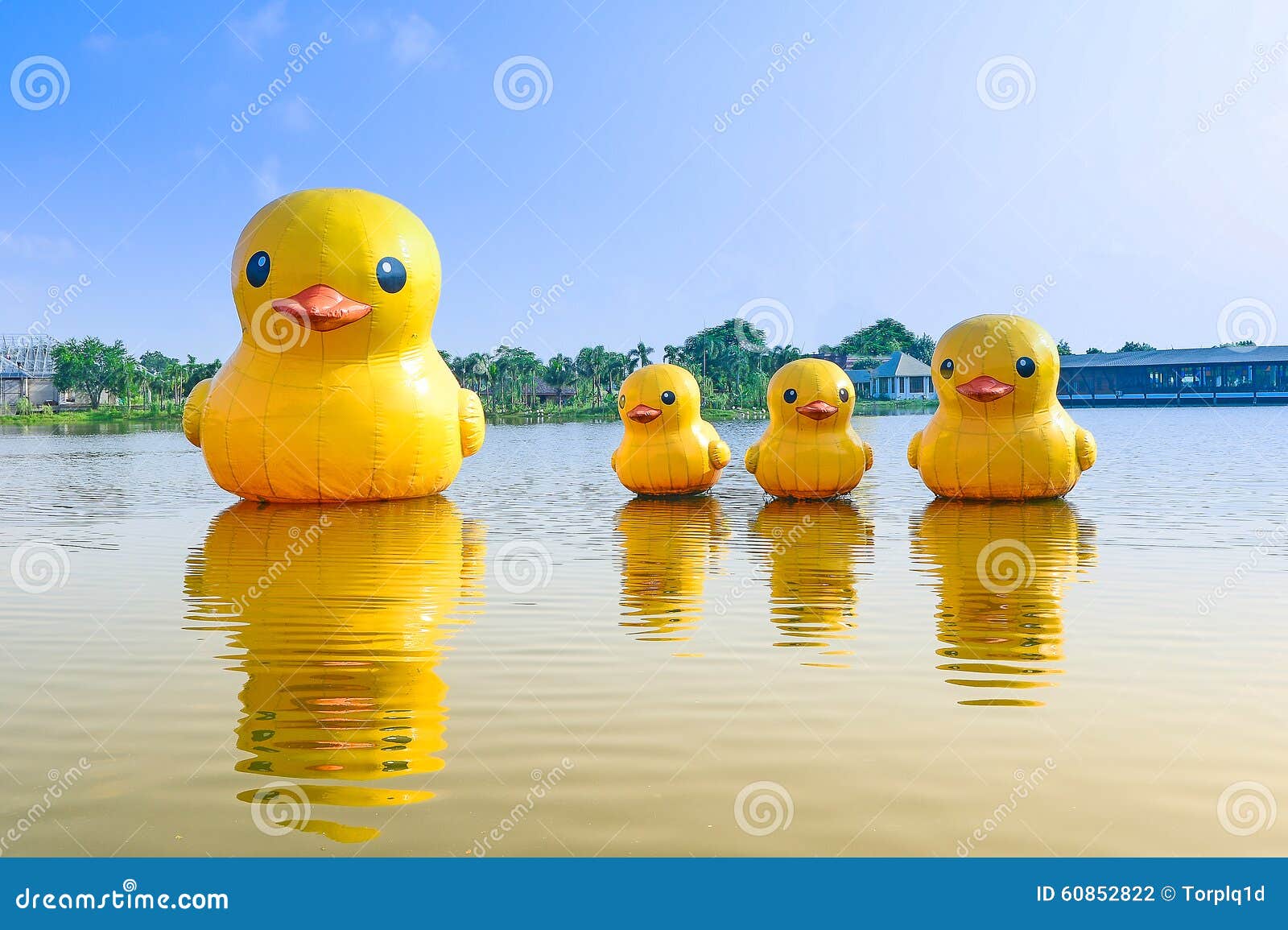 Floating Rubber Duck in Lake Stock Photo Image of bangkok, animal