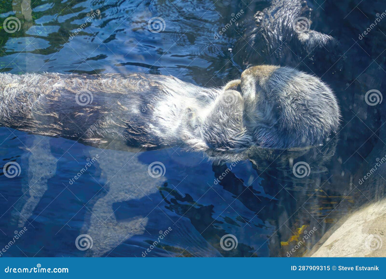 Floating Sea Otter Grooming Himself Stock Image - Image of floating ...