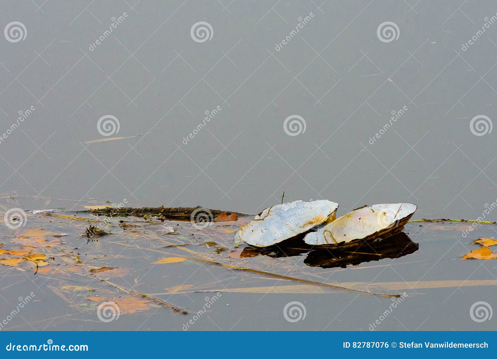 Floating swan mussel stock photo. Image of fresh, natural 82787076
