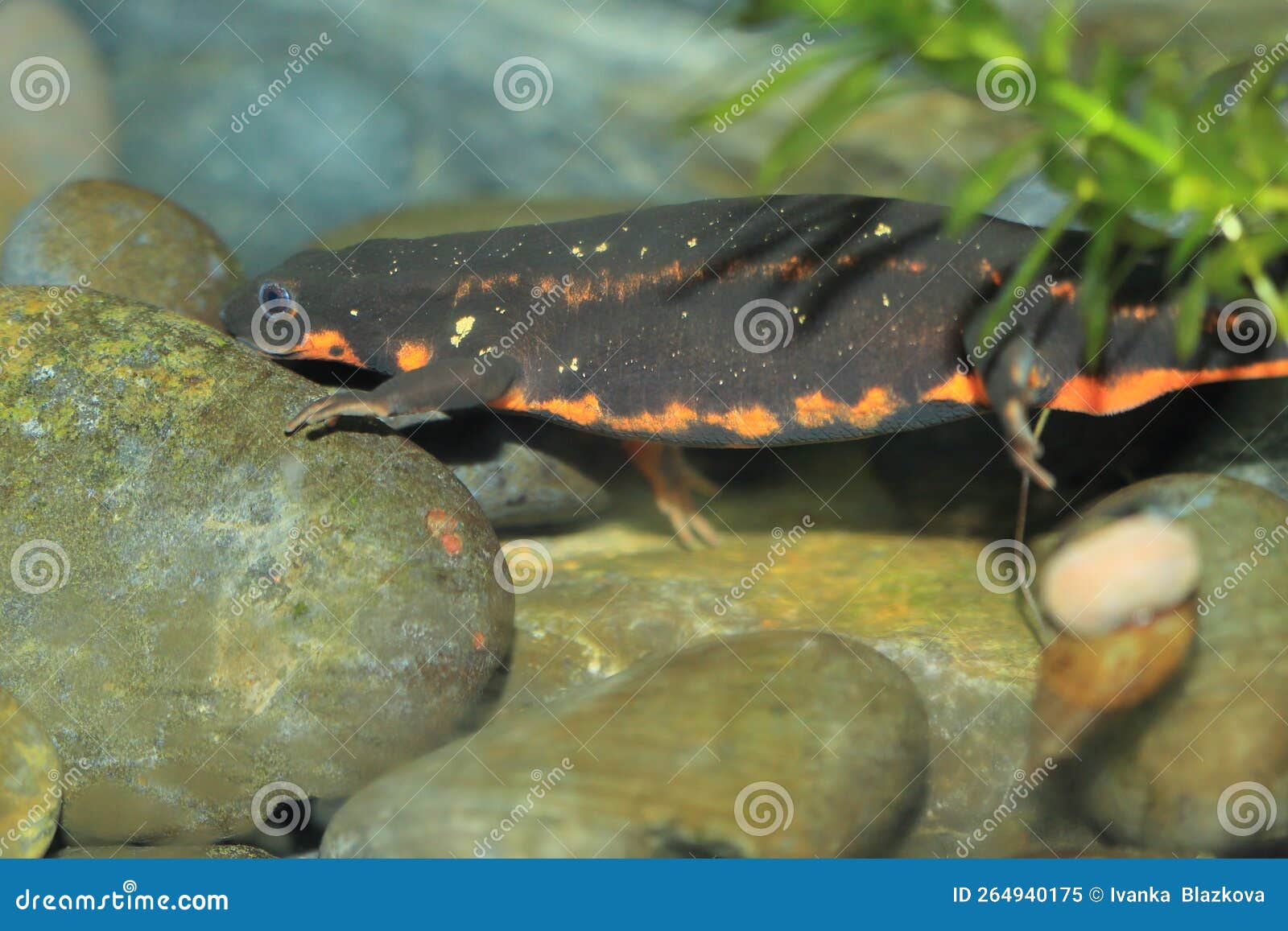floating sword-tail newt