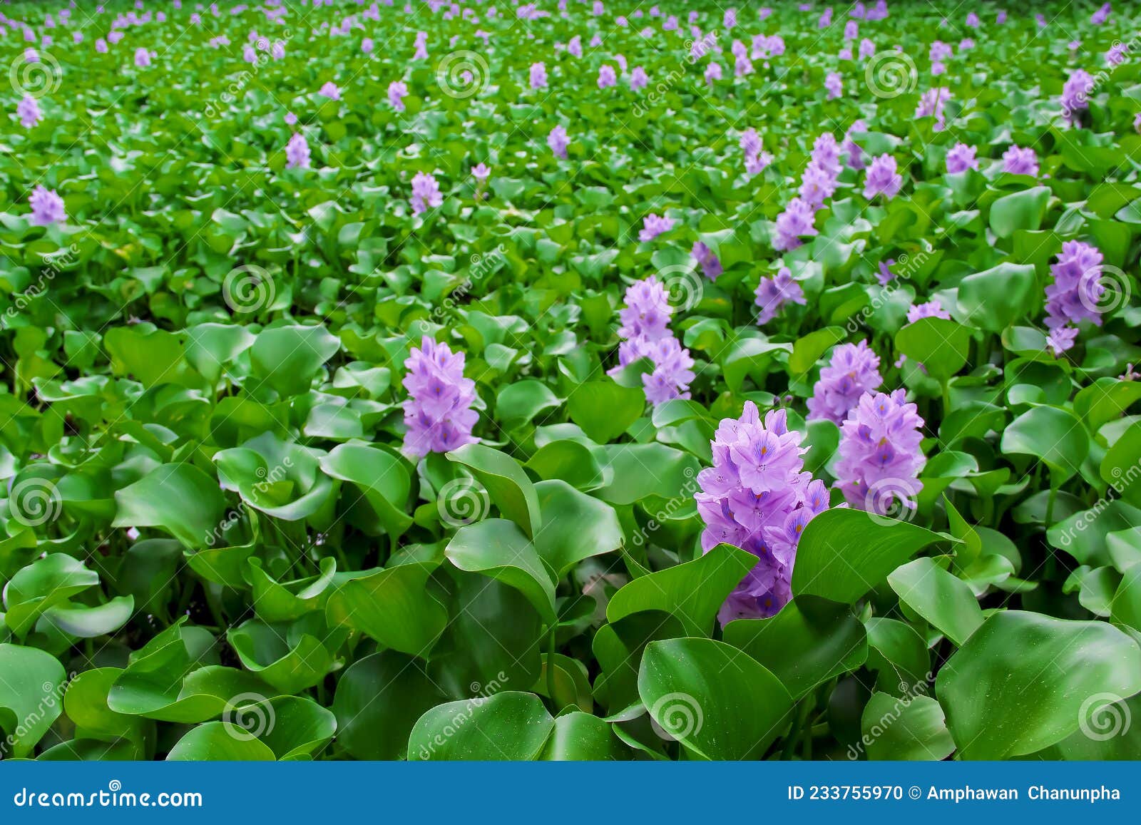 floating water hyacinth field eichornia crassipes in the river natural background