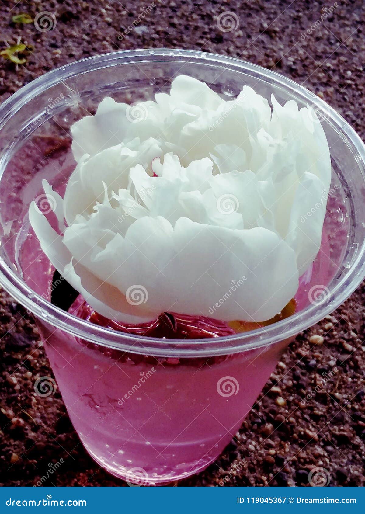 Flower in juice stock image. Image of rosewater, flower 119045367