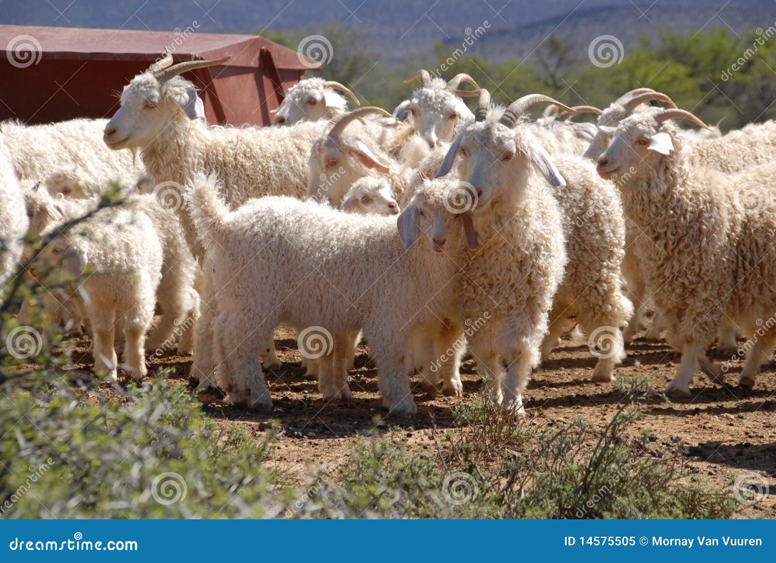 flock of angora goats royalty free stock photo - image