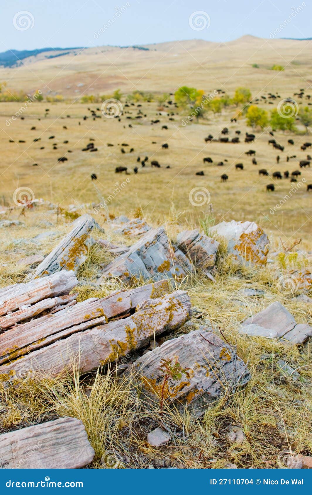 Flock av buffeln eller bisonen, Black Hills av South Dakota, USA.
