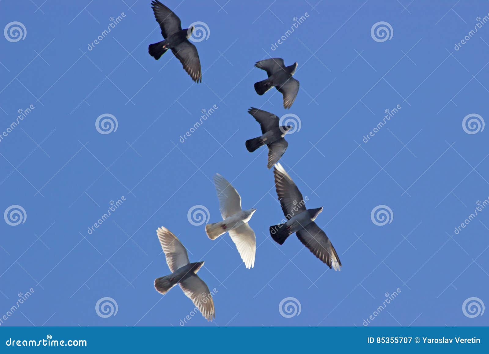 Flock av fåglar som svärmer mot blå himmel