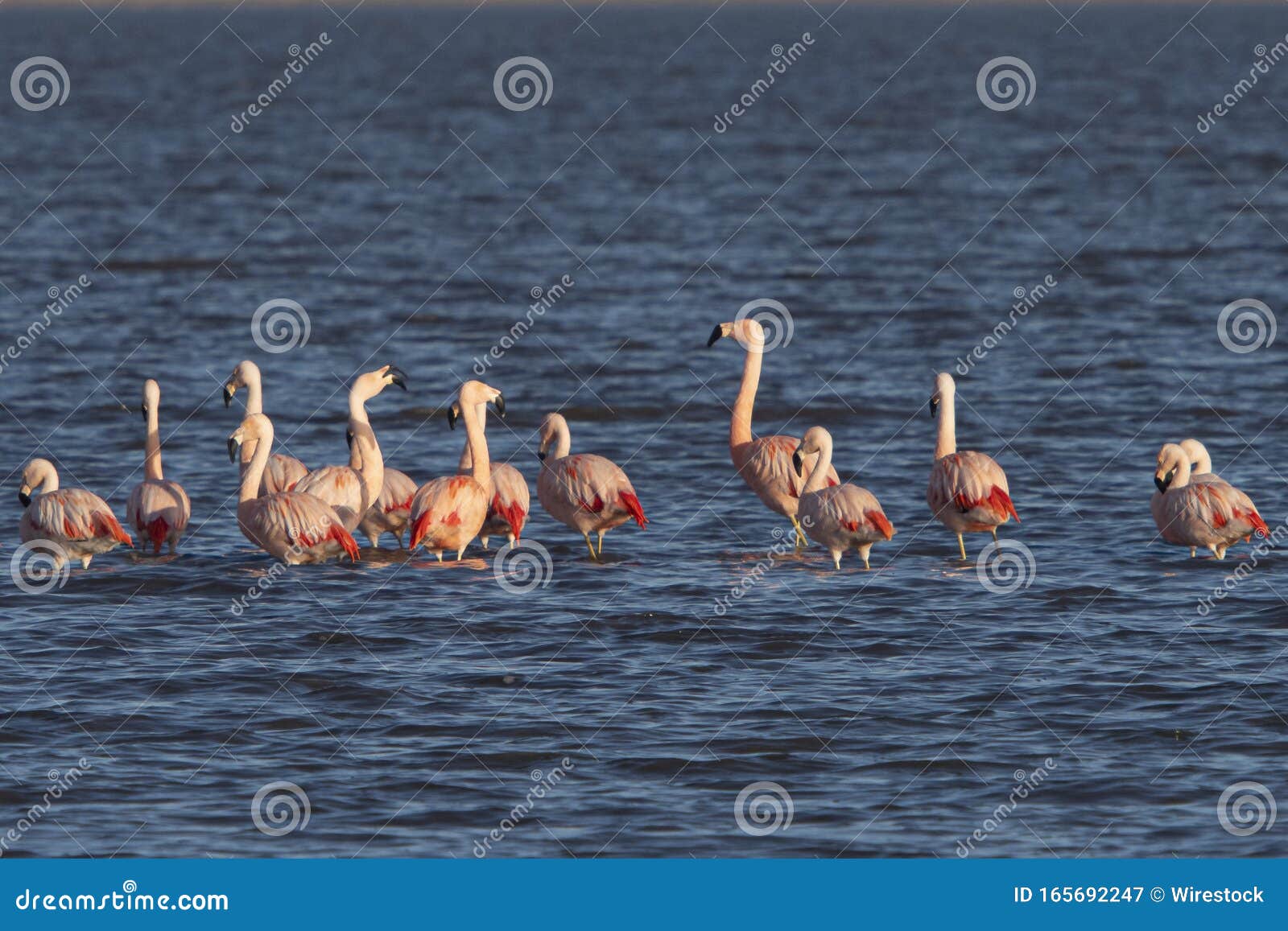 Flock of Beautiful Flamingos Standing in the Lake Water - Great for an Article about Rare Animals Stock Image - Image of fauna, beak: 165692247 Flock of Beautiful Flamingos Standing in the Lake Water - Great for an Article about Rare Animals Stock Image - Image of fauna, beak: 165692247