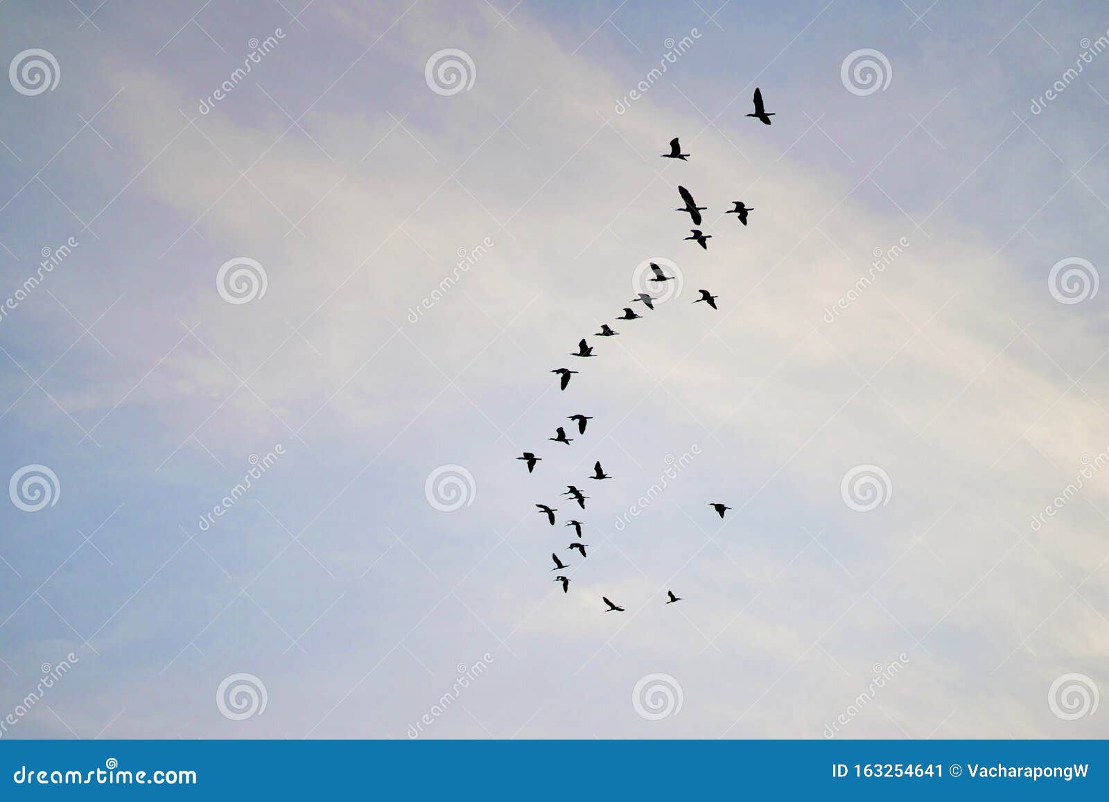 a flock of bird fly on the sky in bullish duck fly theory concept in stock market business
