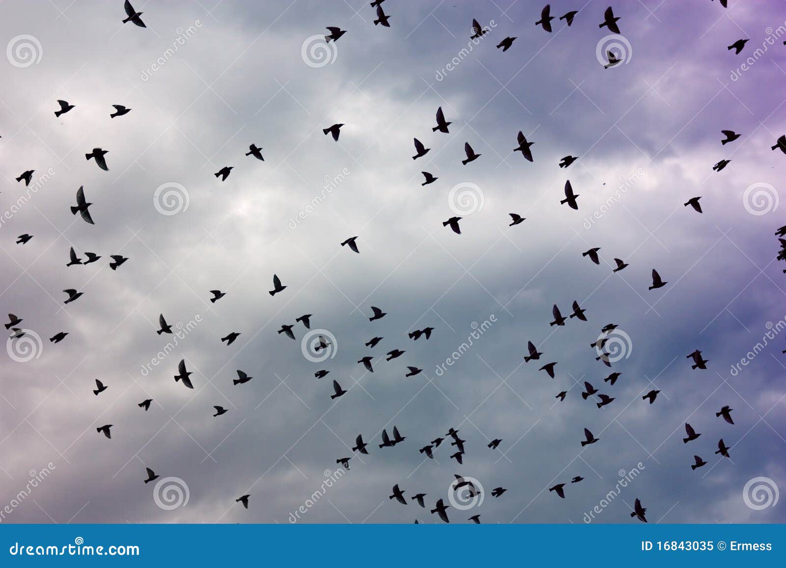 flock of birds