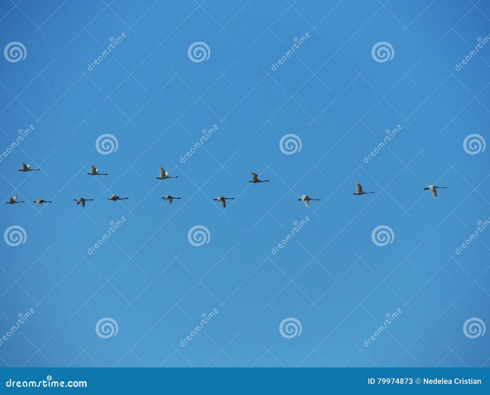 Flock of birds stock image. Image of birds, migration 79974873