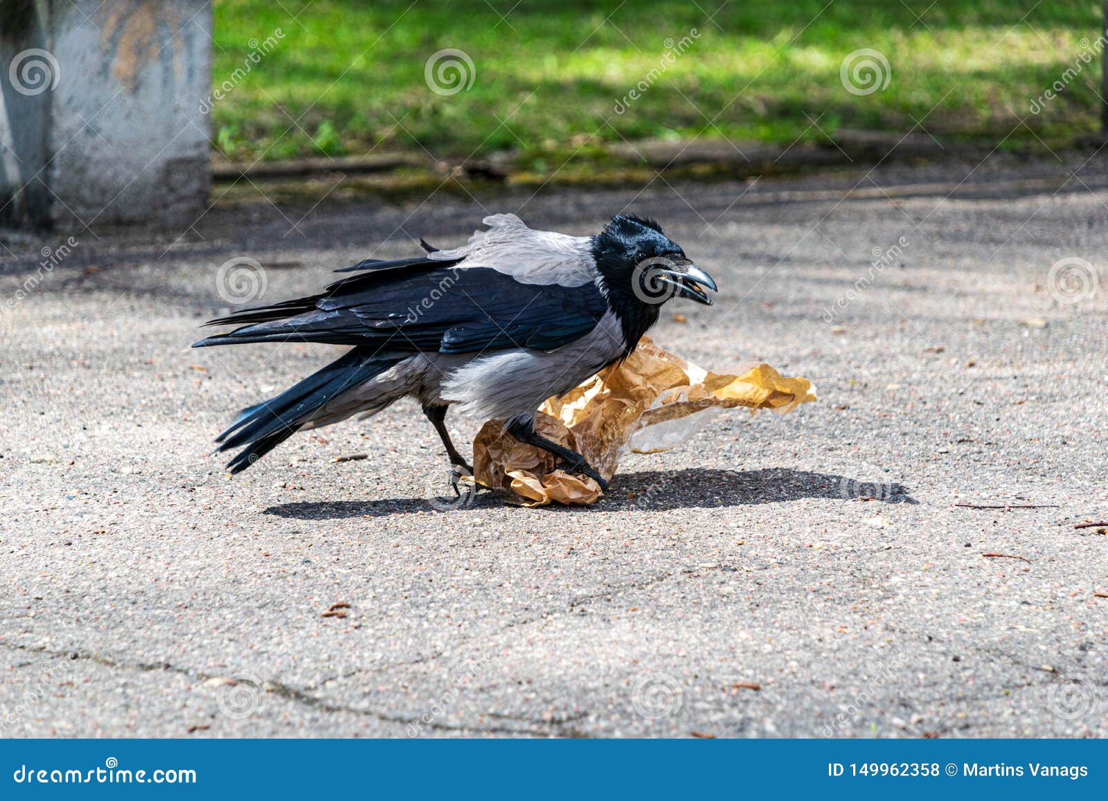 Flock of Birds Feeding on the Ground in Spring Time in Country Stock ...