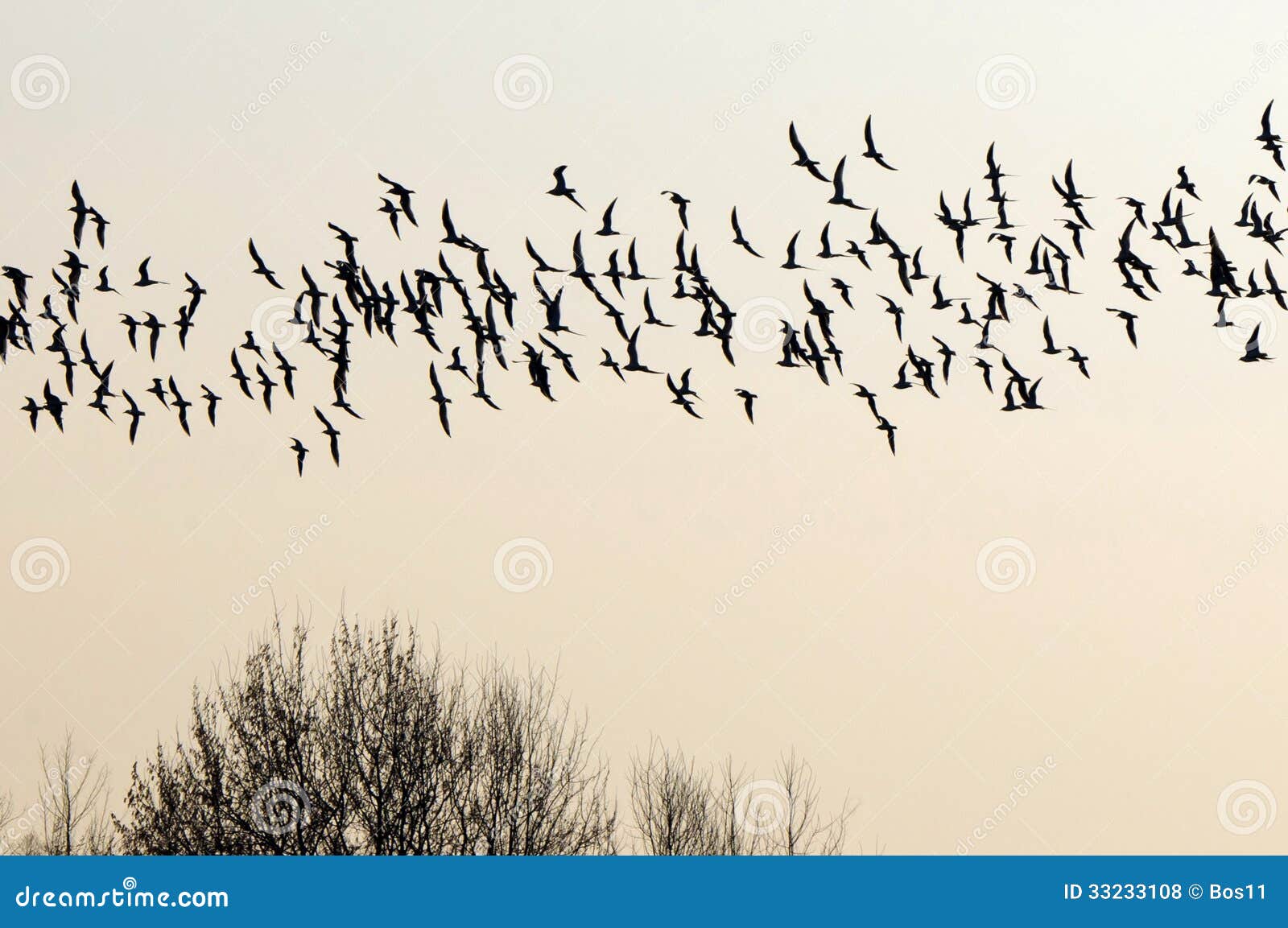 flock of birds migrating south.