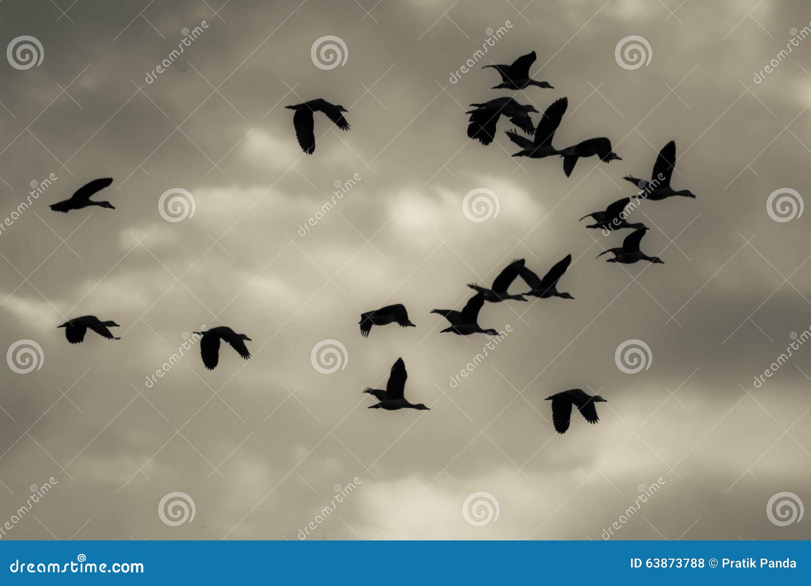 flock-of-birds-returning-home-stock-photo-image-of-birds-sunset