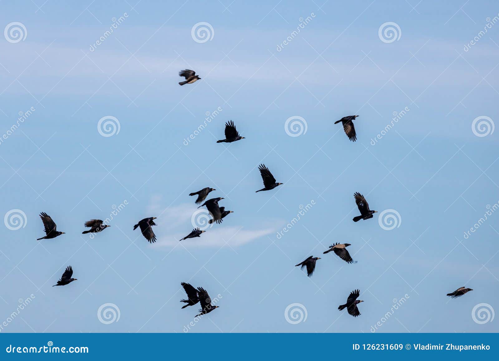 flock of black crows fly on a blue sky background