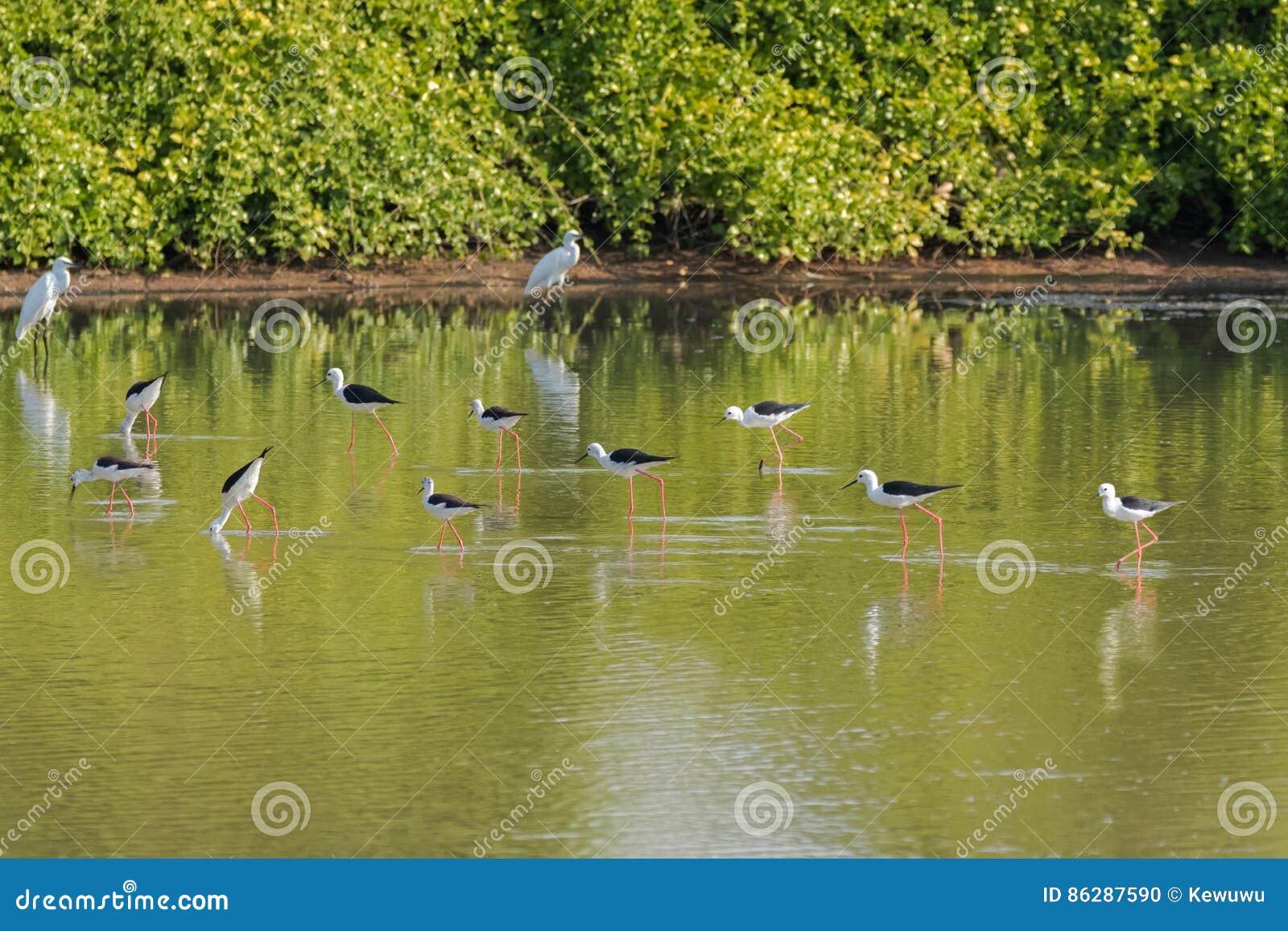 flock of black winged stilt, common stilt, pied stilt wader bird