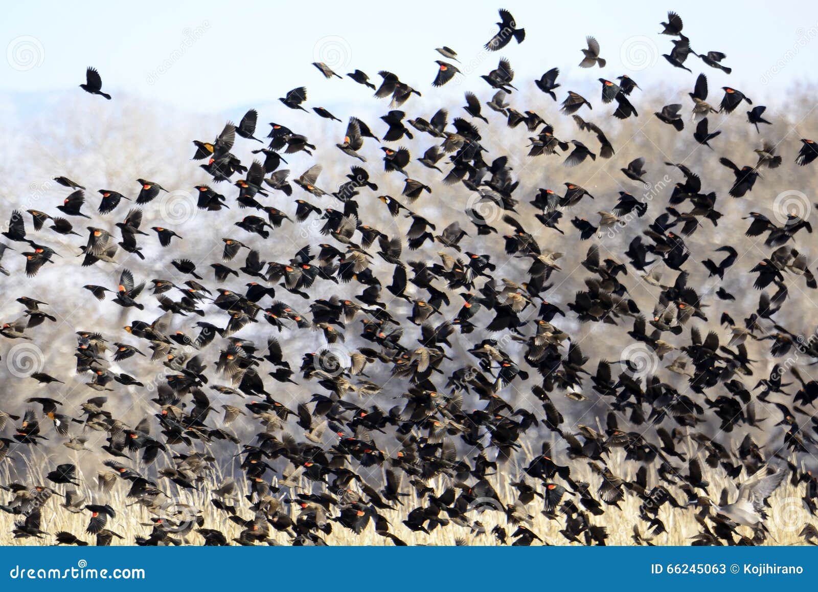 flock of blackbirds flying