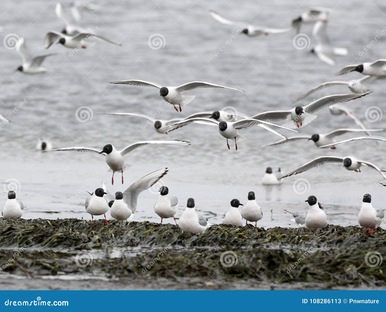 Bonaparte`s Gulls Landing stock image. Image of coastal 108286113