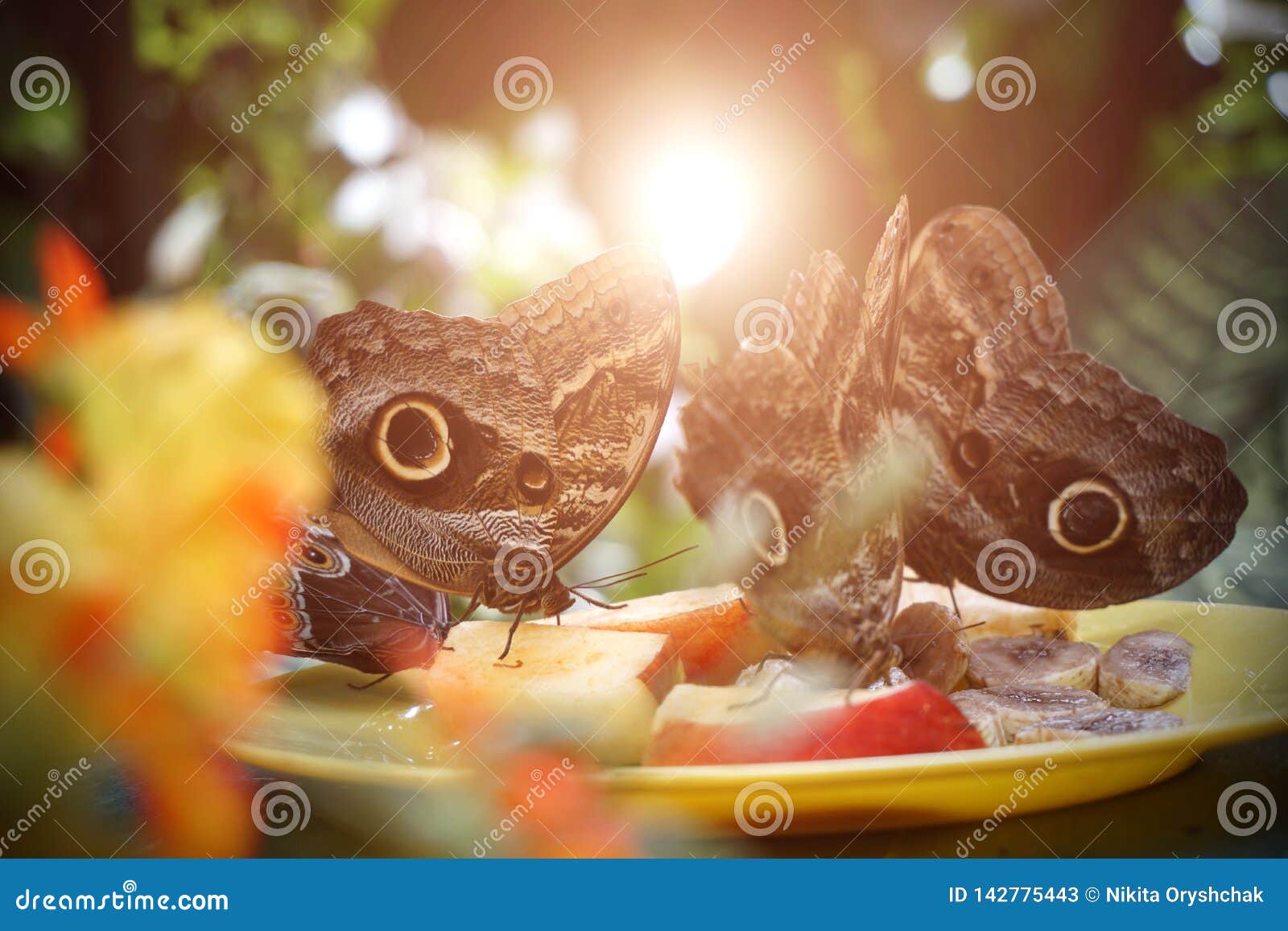 A Flock of Butterflies Eating Fruit in the Reserve. Closeup Stock Image Image of forest