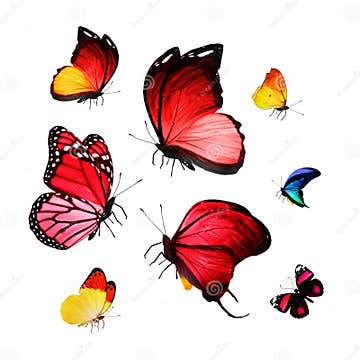 Flock of butterflies stock image. Image of present, natural - 50119161