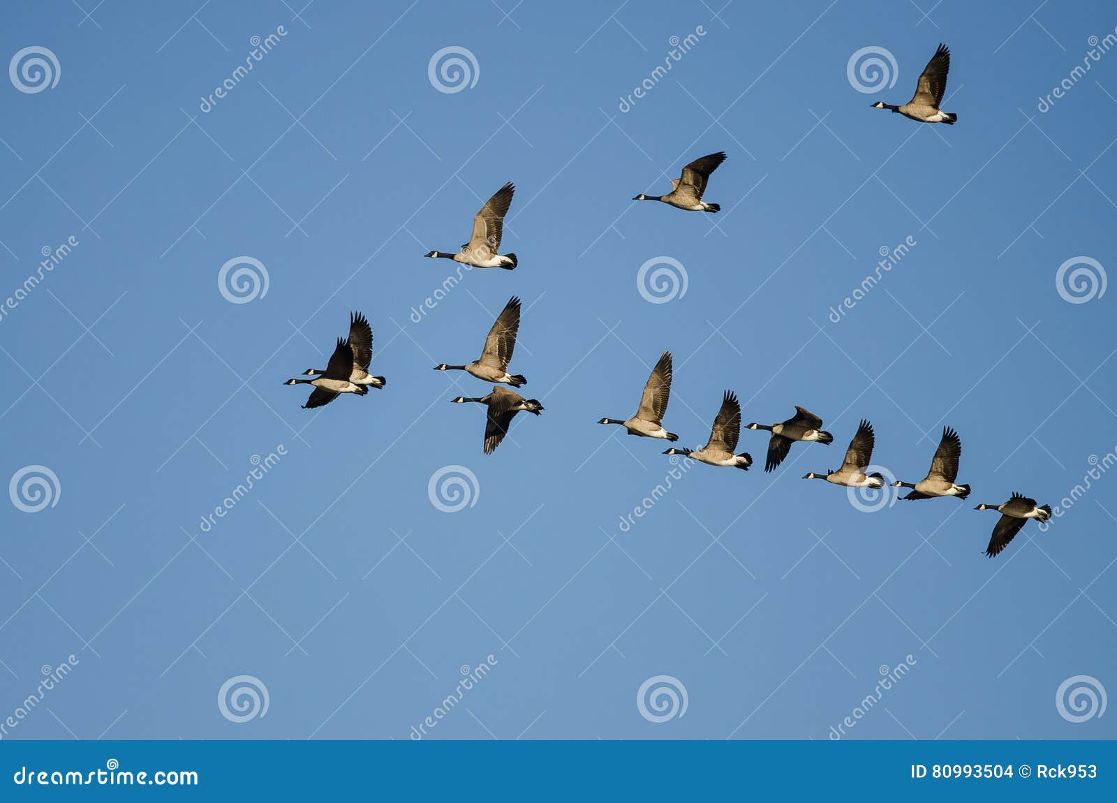 flock of canada geese flying in a blue sky