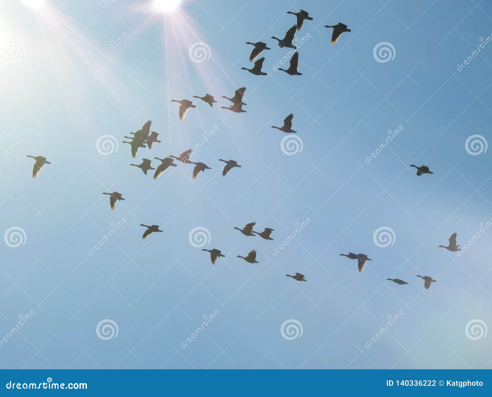 Birds Flying Towards the Bright Light Stock Photo Image of flare