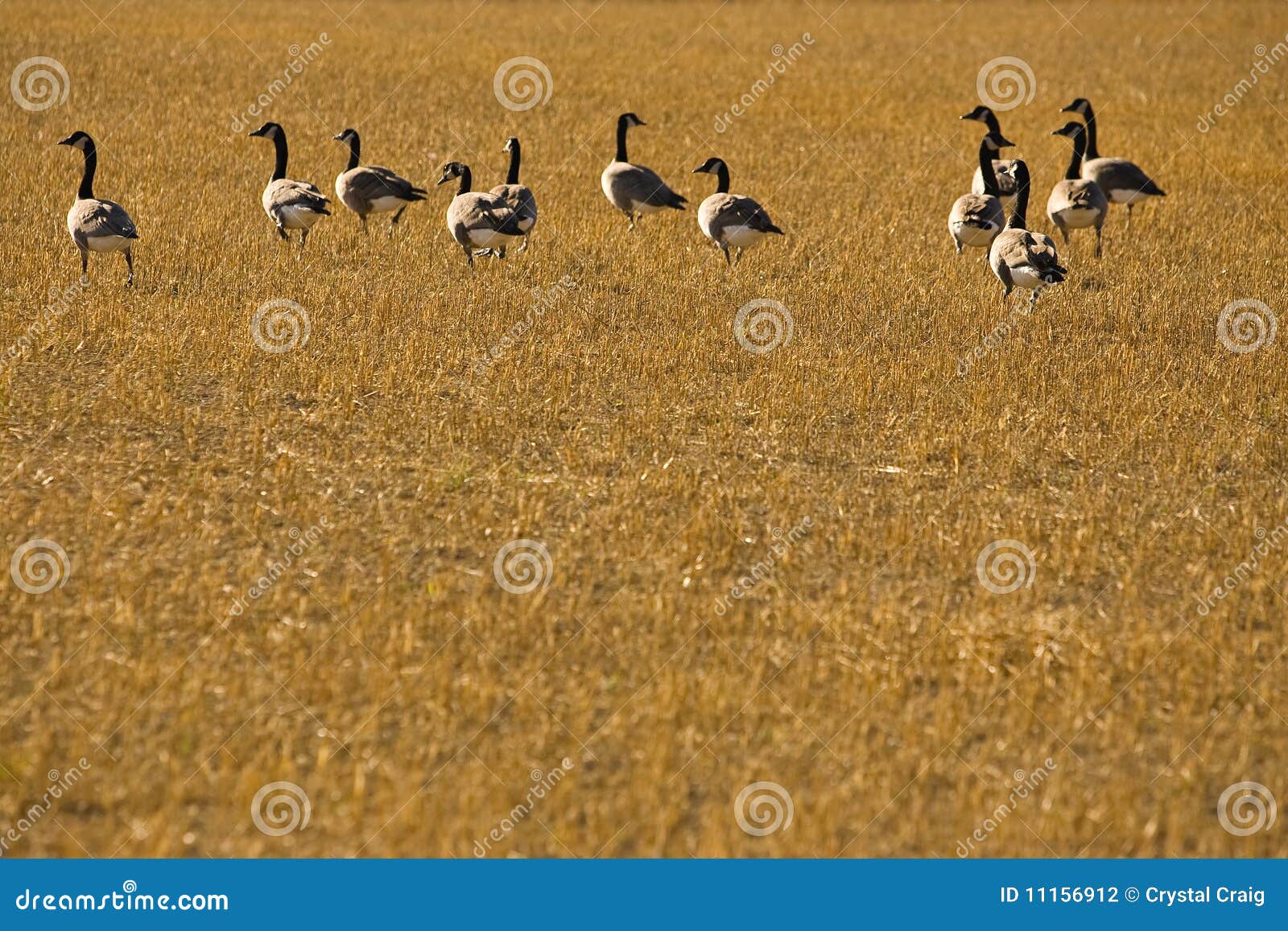 flock of canadian geese in harvested field