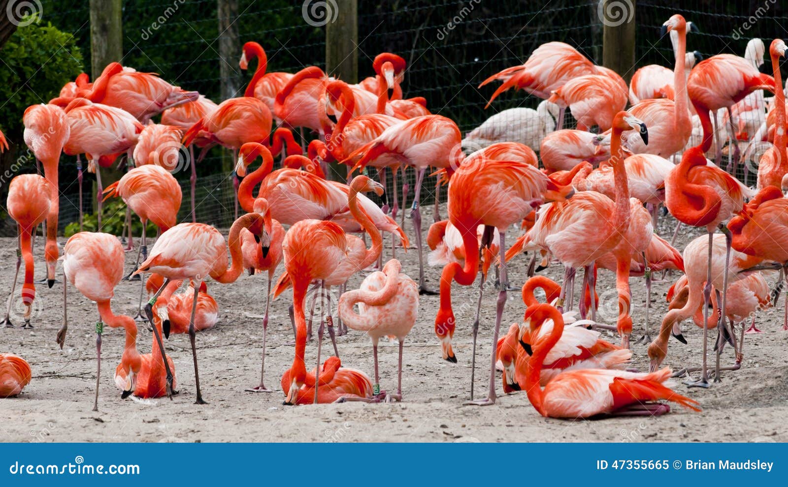 flock of carribean flamingoes