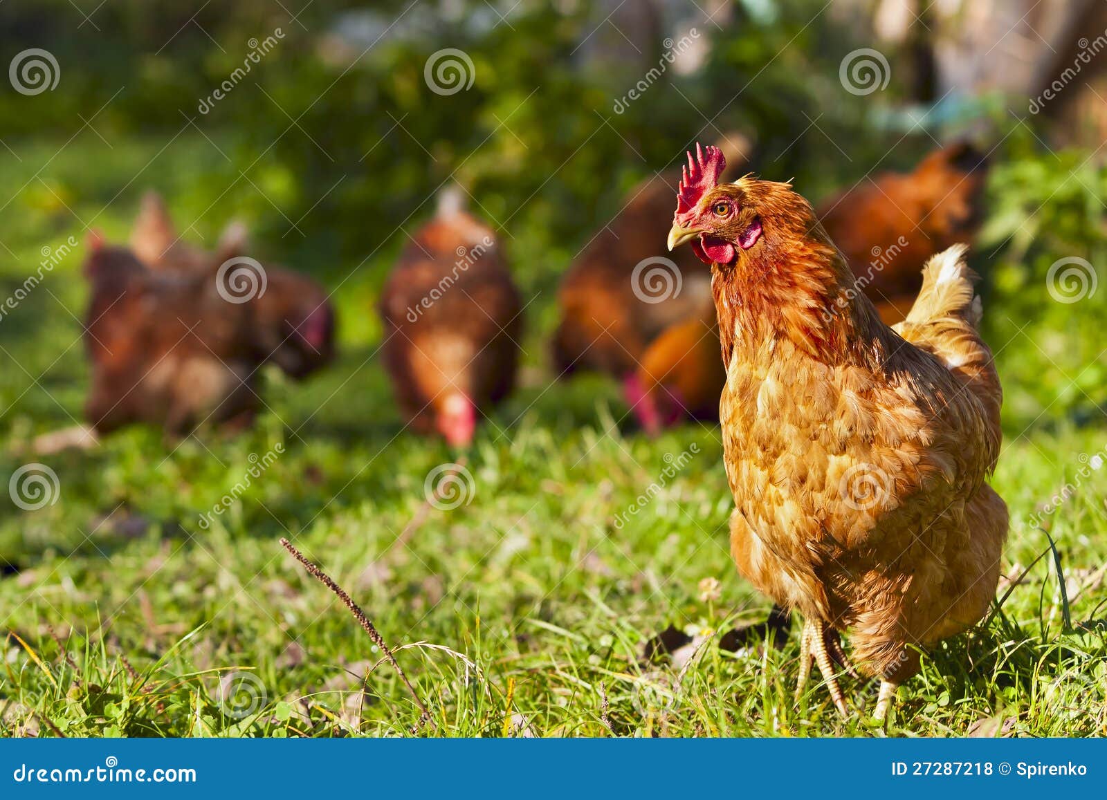 Flock of chickens stock photo. Image of feather, farmer 27287218