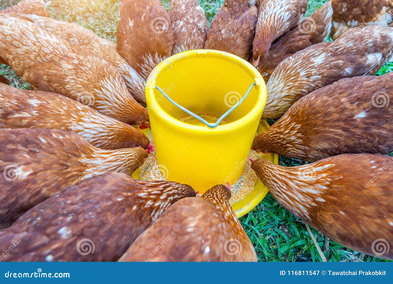 Flock of Chickens Eating Food Stock Image Image of healthy, feather
