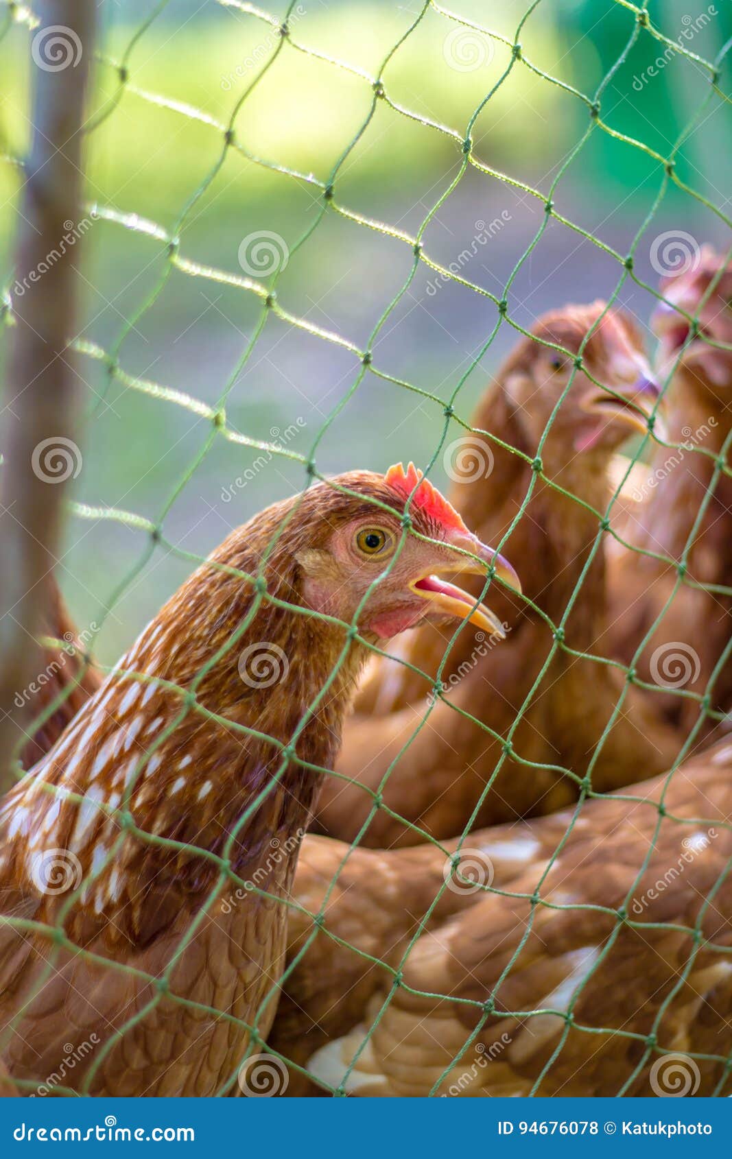 Flock of Chickens Grazing on the Grass Stock Photo Image of grazing