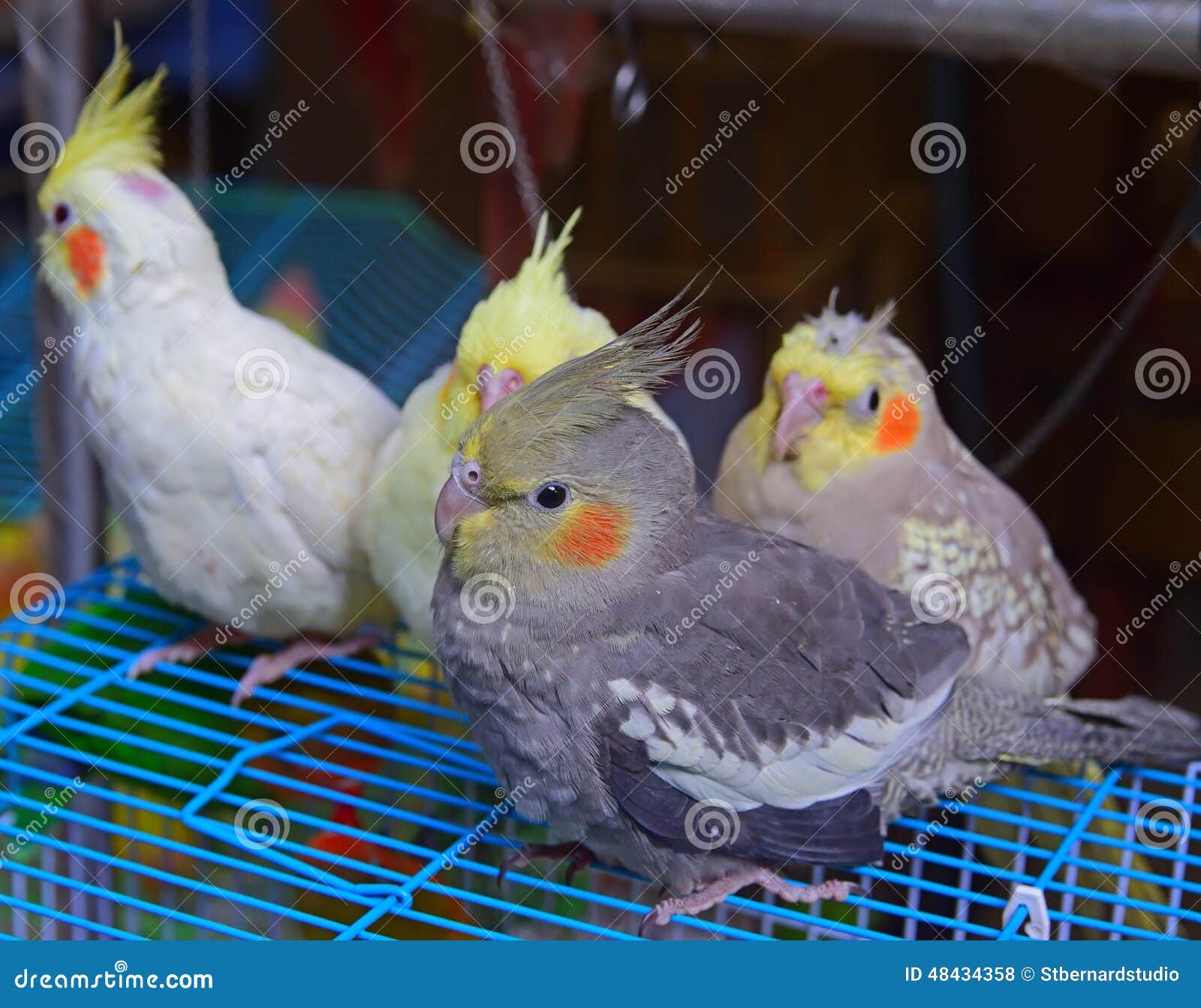 cockatiels near me for sale