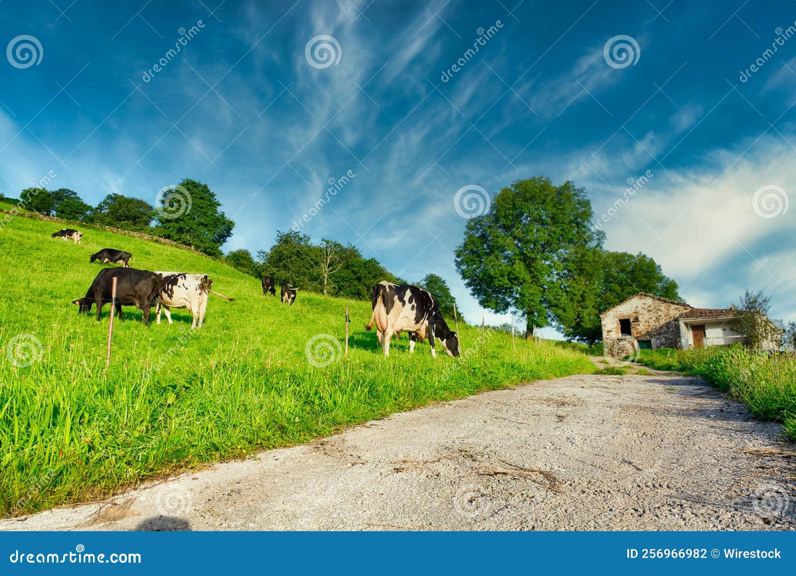 flock of cows grazing on a field in valles pasiegos, picos de europa, cantabria