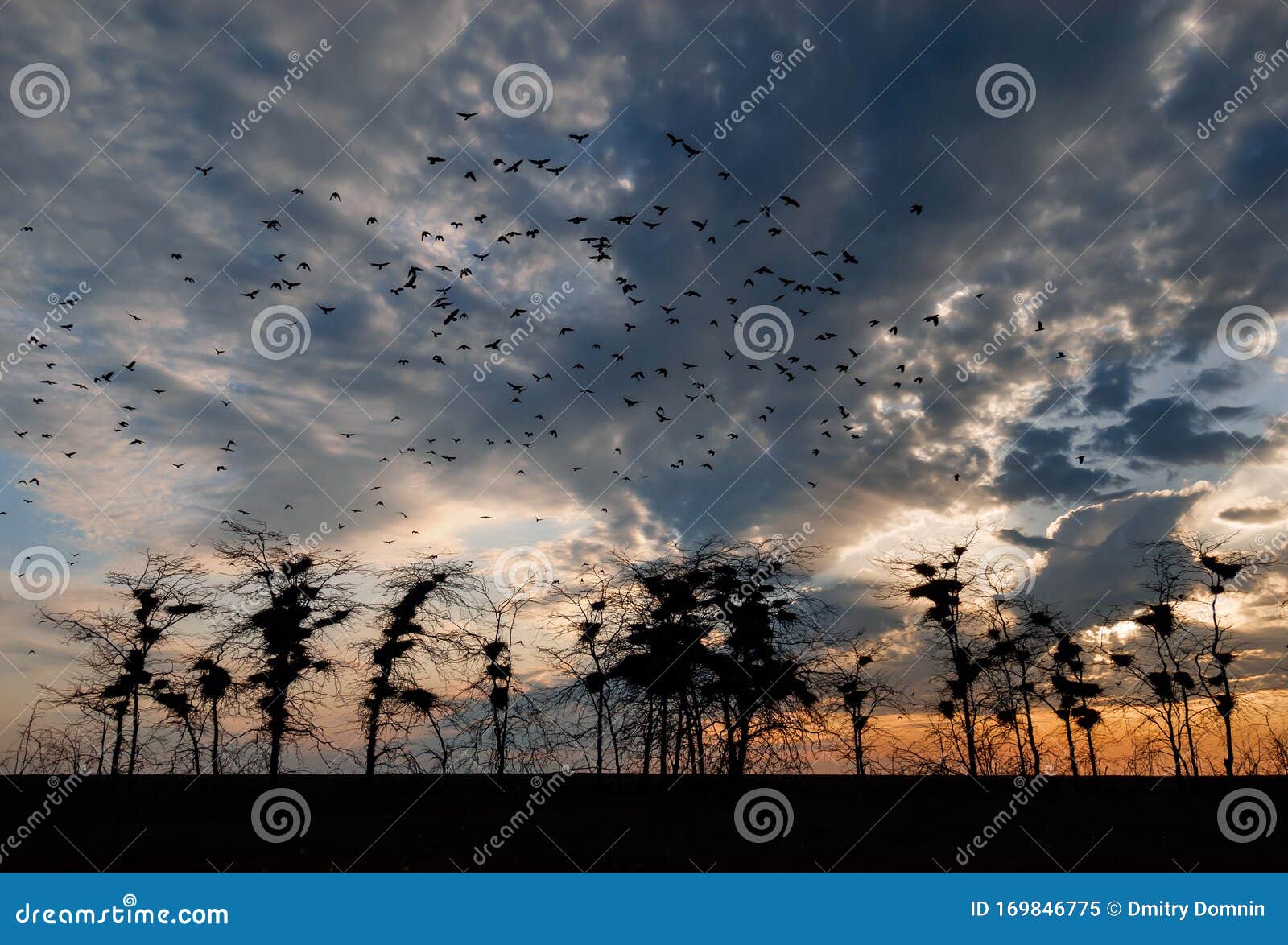flock of crows meaning flock of crows meaning