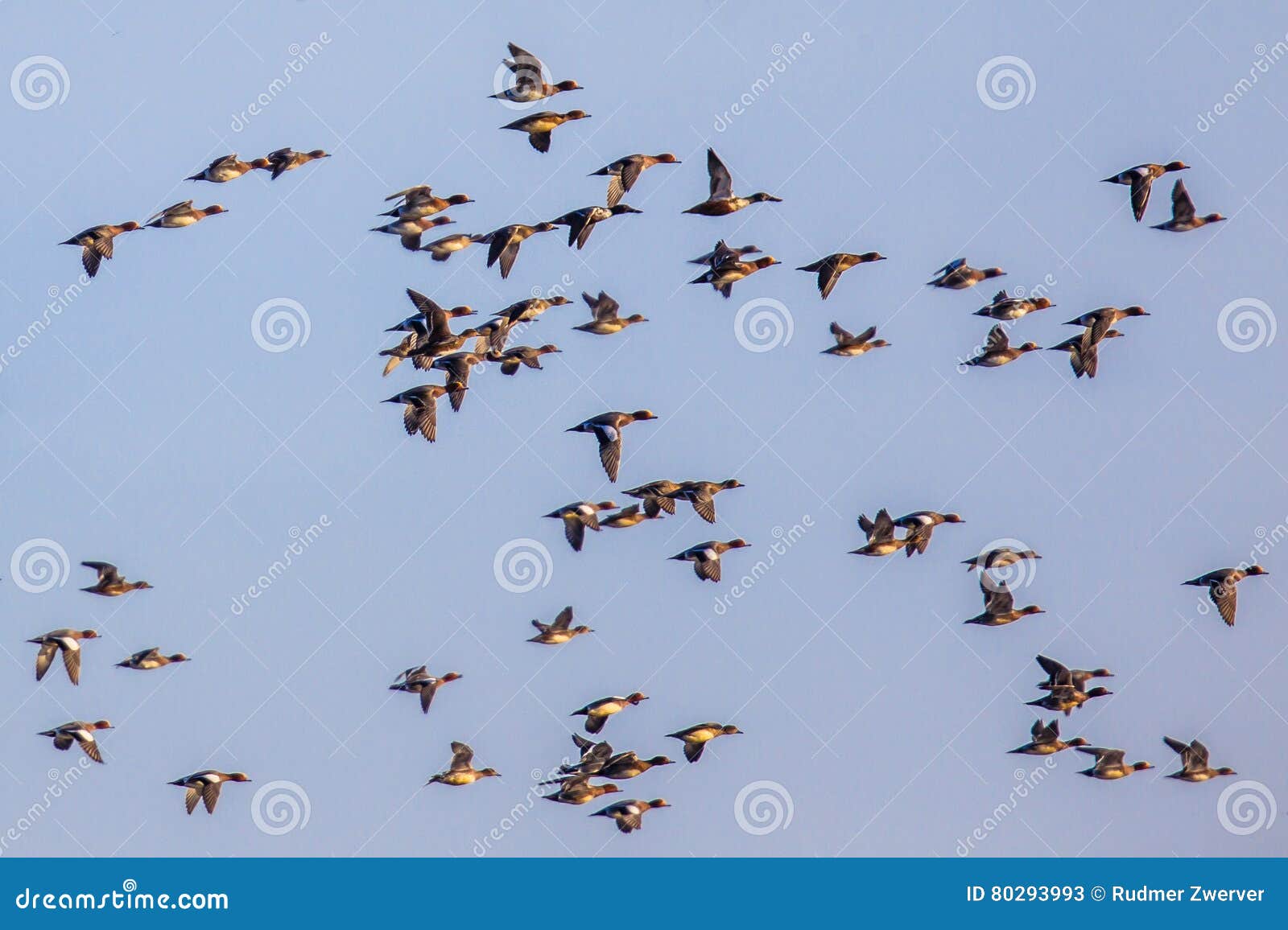 flock of different species of duck