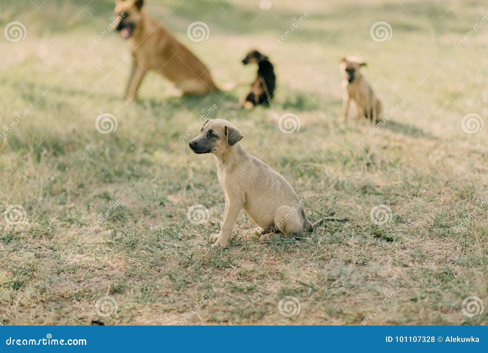 A flock of dogs stock photo. Image of puppy, light, cute 101107328