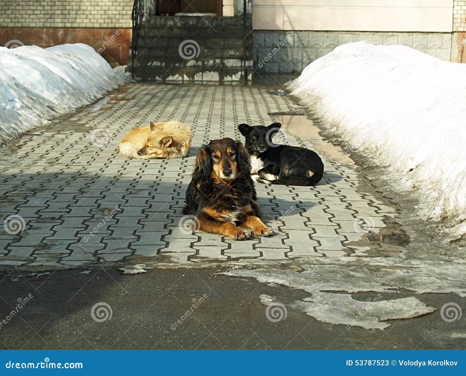 A flock of dogs stock image. Image of brown, pack, animals 53787523