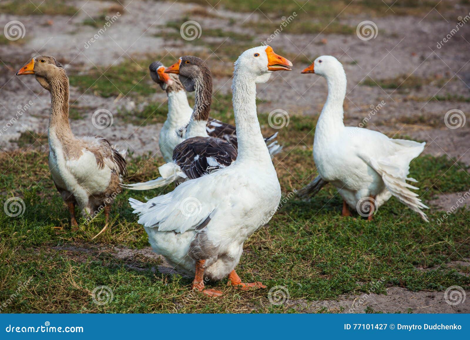 flock of geese called flock of geese called