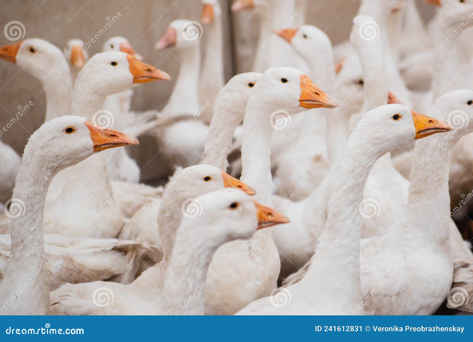 a flock of domestic white geese on a farm. white feathers