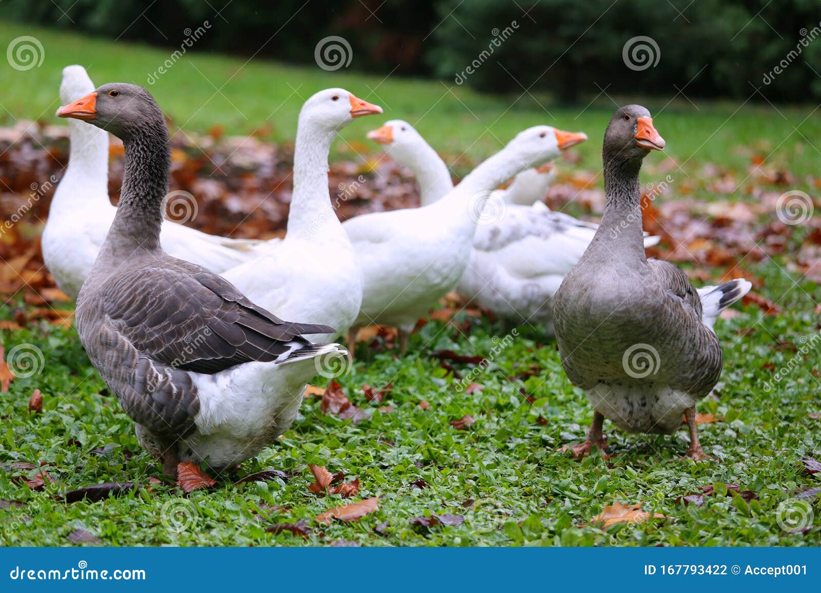 Closeup of White and Grey Adult Geese on Farm Yard. Domestic Goose Live at  Beautiful Animal Farm Stock Photo - Image of beak, beautiful: 167793422